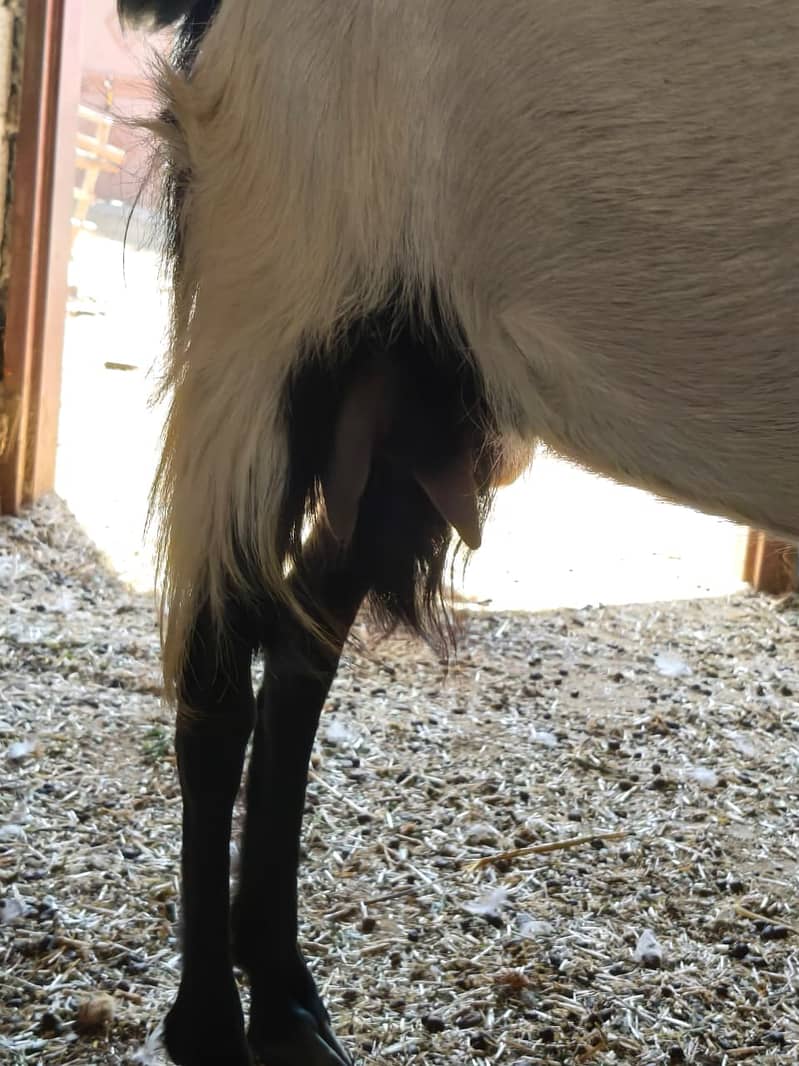 Bakri 4