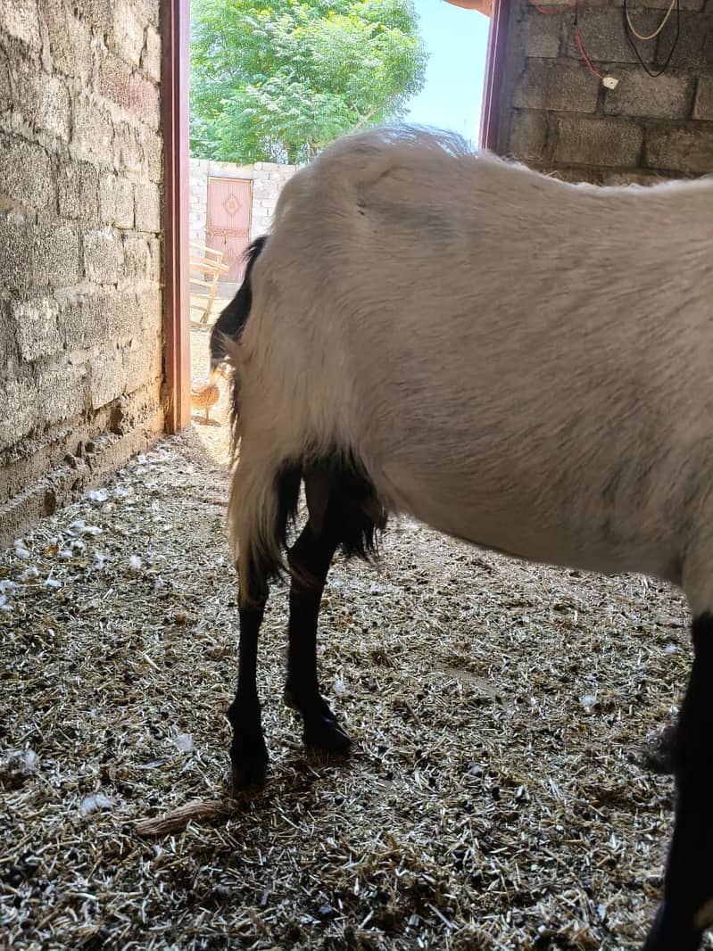 Bakri 5