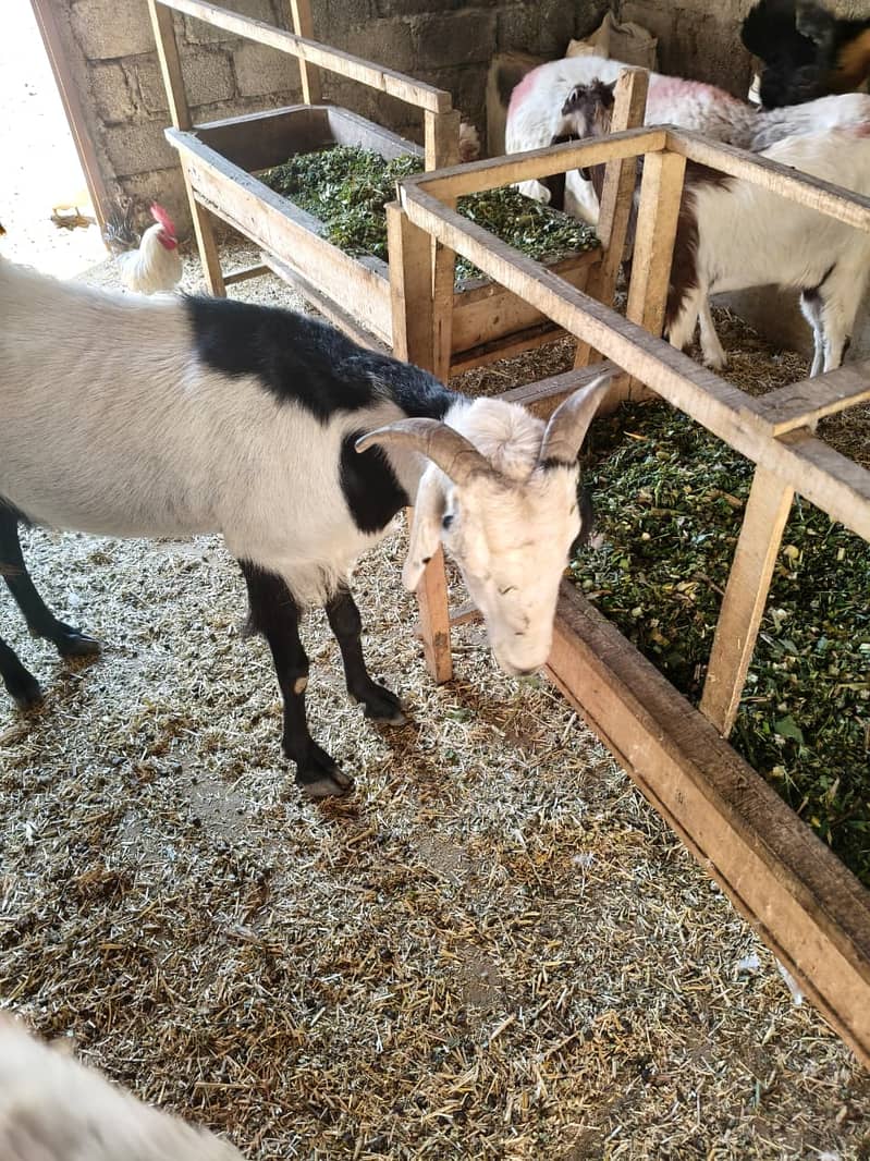 Bakri 6