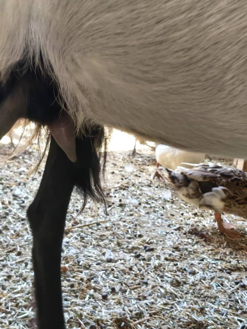 Bakri 7