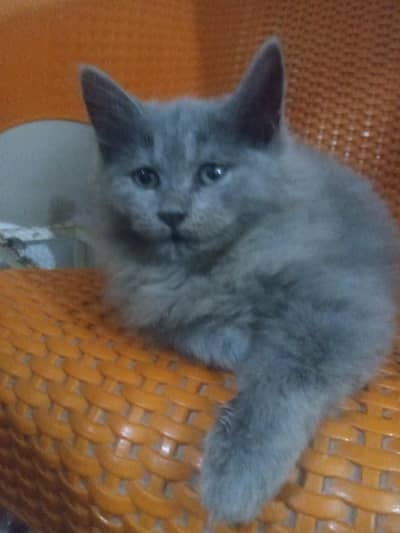 cat female