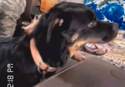 baby rottweeler