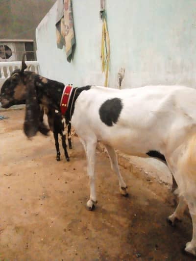 pateri bakri o334289764o