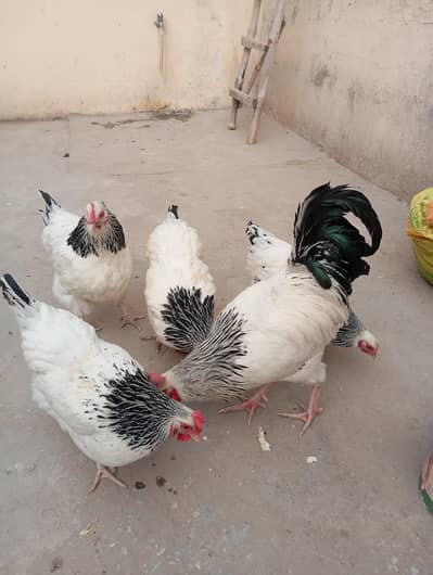 light susex heritage hen and astorlop commercial eggs and cheks