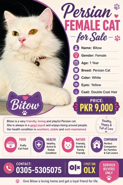  Persian Female Cat for Sale – PKR 9,000 