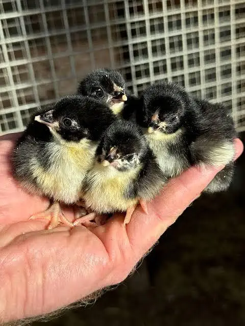 Australorp chiks — photo 2