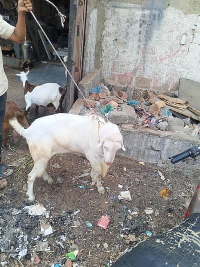 tardy Bakra breedar