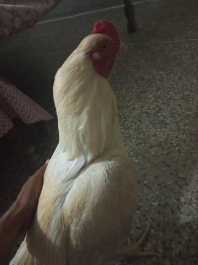 Aseel Heera murga for sale white full ok ha