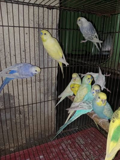 Rainbow tcb red i black i breeder pear
