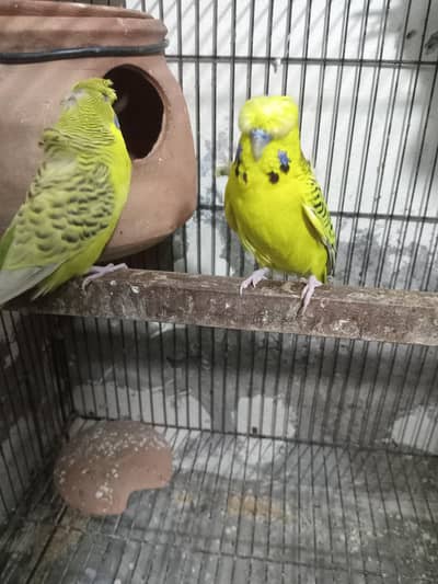 Rainbow tcb red i black i breeder pear
