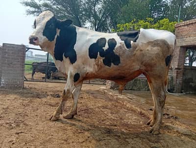 Breeding bull, Holstein Friesian.