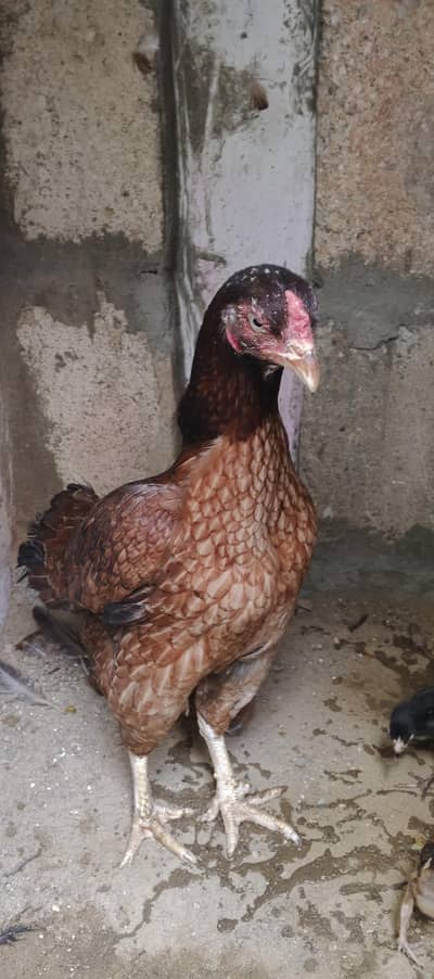 (03102179798) ASEEL MIANWALI AMROHA MURGI WITH CHICKS