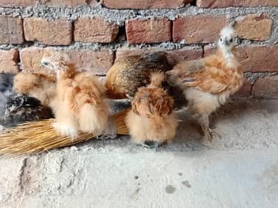fancy hens