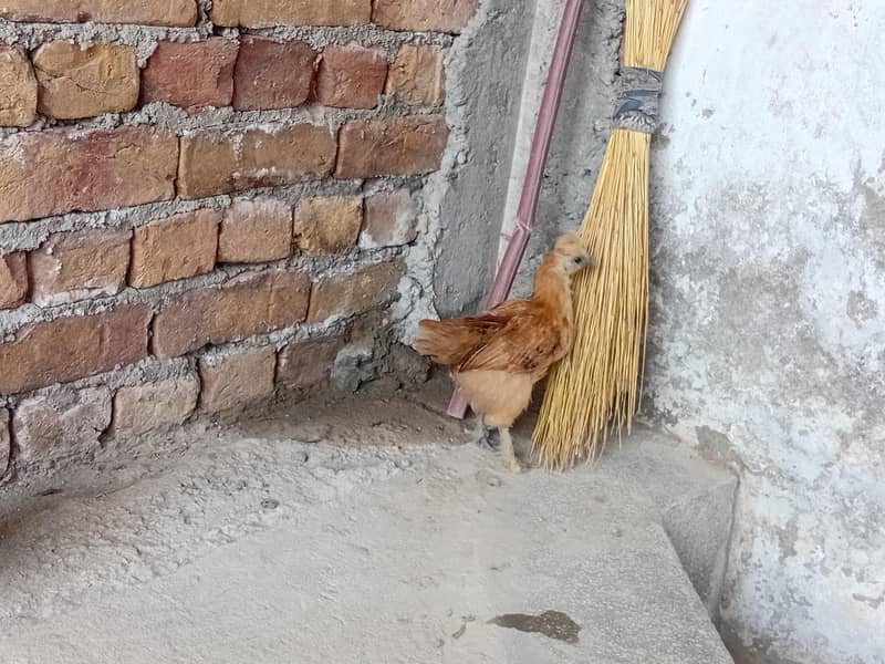 fancy hens 1