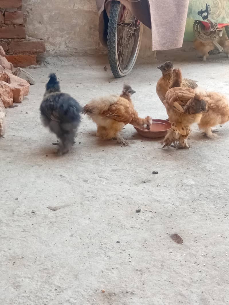 fancy hens 2