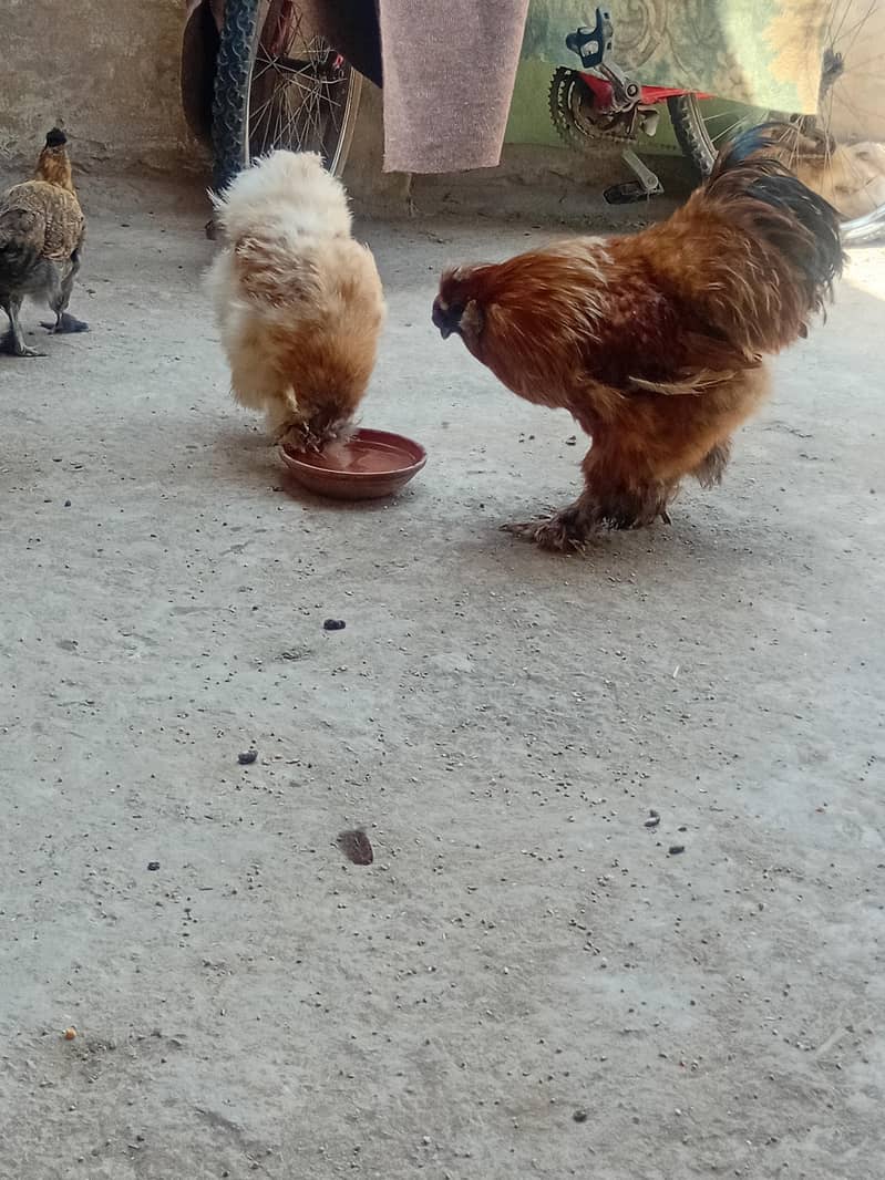 fancy hens 3