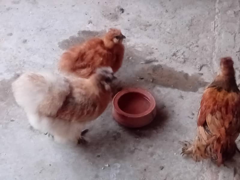 fancy hens 4