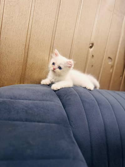 punch face kittens