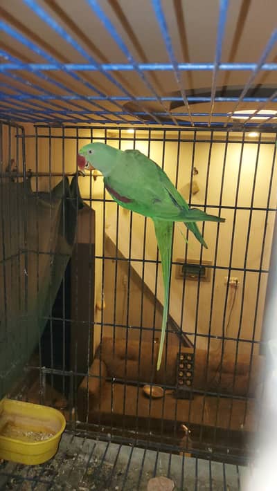 Full Wild Raw Jumbo Size Female