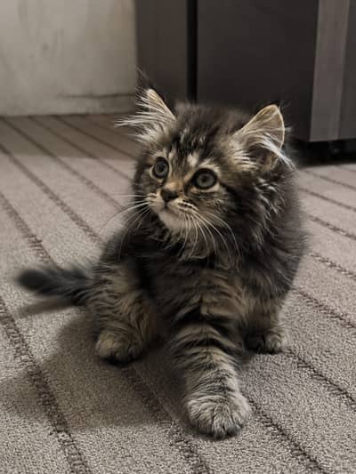 Persian kitten / triple coated Persian kitten
