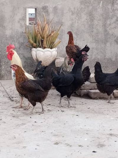 Desi / Astrlop Murgia (1200 per kg)