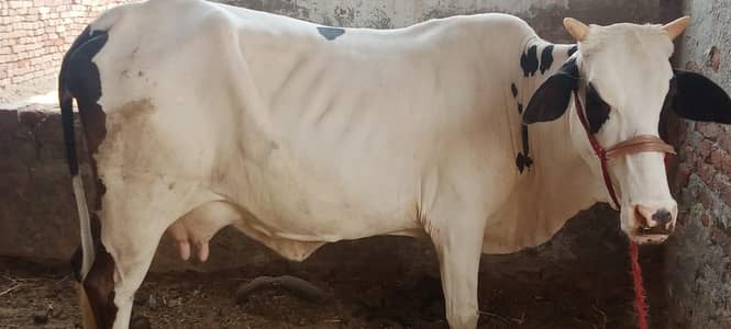 cow sale for milking and Bareding 03705134239