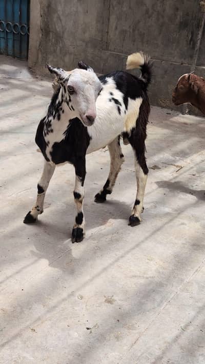 teddy goats| desi bakra|goat baby | bakra