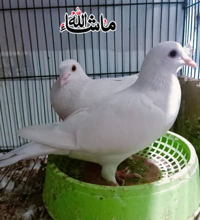 Beautiful Pigeon Paper White Qasid Breeder Pair For Sale