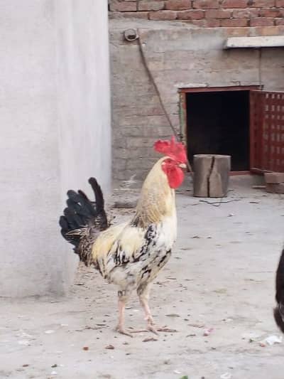 Misri Murga (ghar ka pala)
