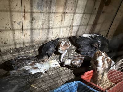 Aseel Patha and Chicks