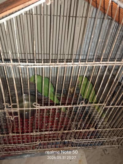 green ringneck chicks cocktail phatty, bajri and lovebirds