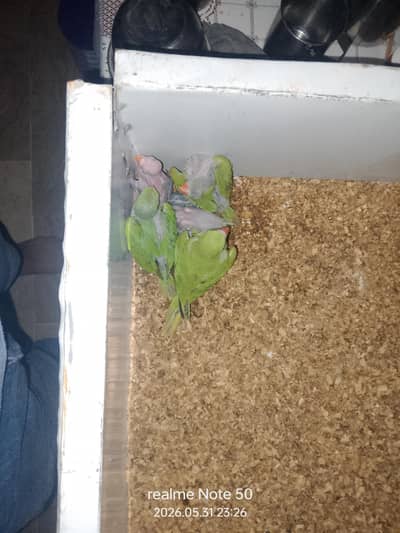 cocktail ready to breed and phatty, bajri and lovebirds ready to breed