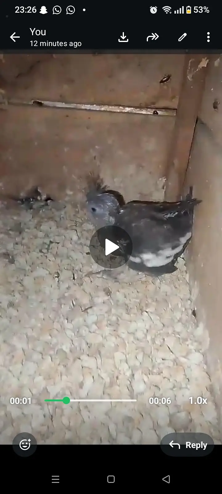cocktail ready to breed and phatty, bajri and lovebirds ready to breed — photo 2
