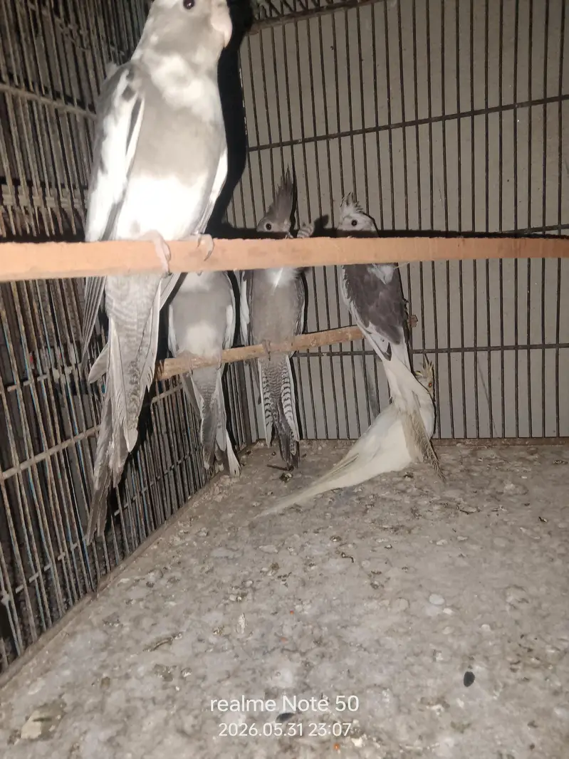 cocktail ready to breed and phatty, bajri and lovebirds ready to breed — photo 5