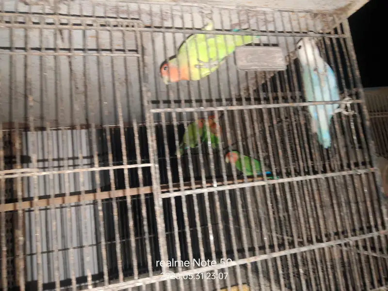 cocktail ready to breed and phatty, bajri and lovebirds ready to breed — photo 6