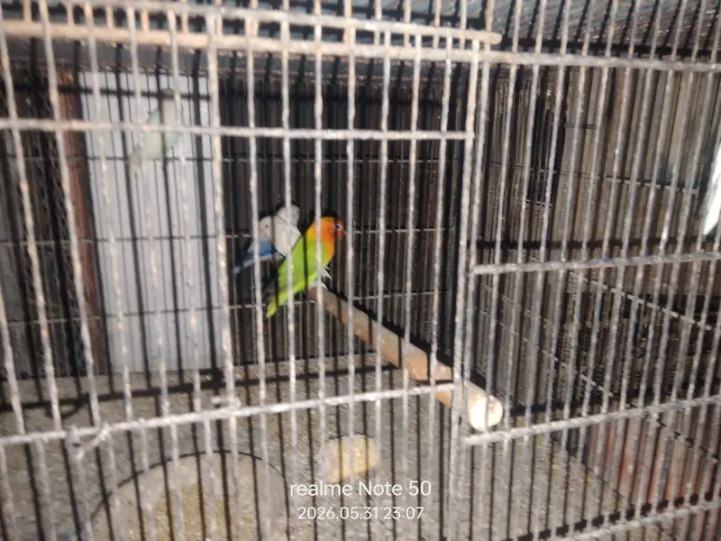 cocktail ready to breed and phatty, bajri and lovebirds ready to breed — photo 7