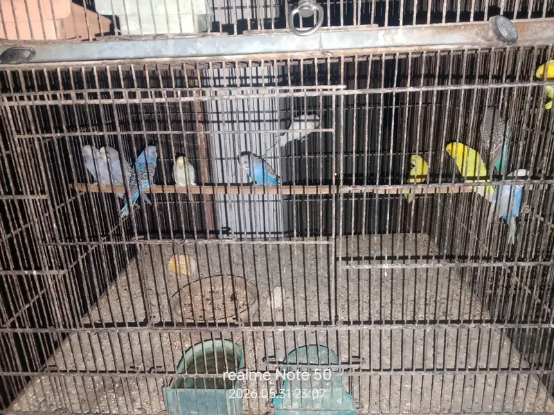 cocktail ready to breed and phatty, bajri and lovebirds ready to breed — photo 8