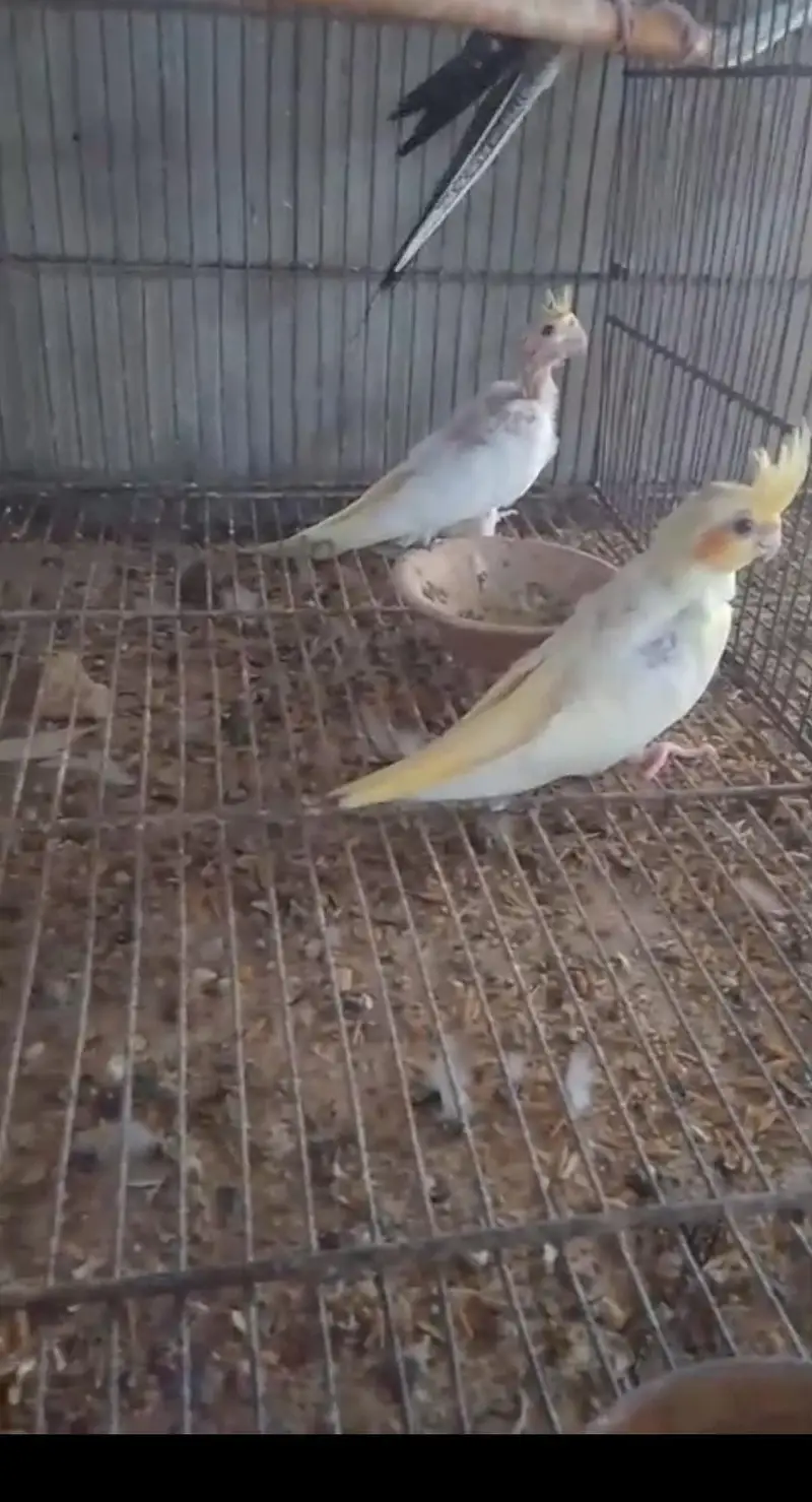 cocktail ready to breed and phatty, bajri and lovebirds ready to breed — photo 10