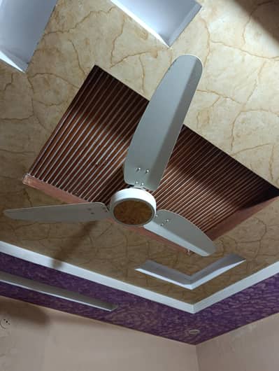 Royal Fan
