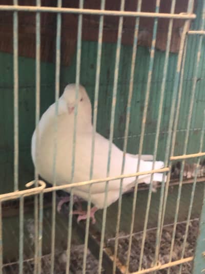 King pigeon