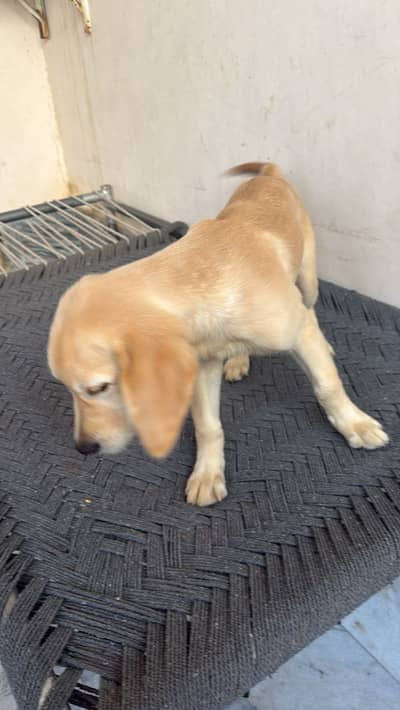 Golden retriever Kid