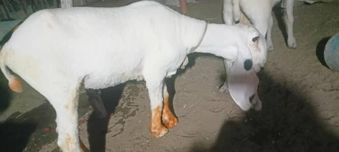 I am selling my sheep's