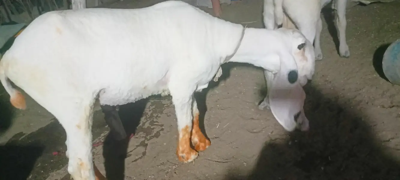 I am selling my sheep's