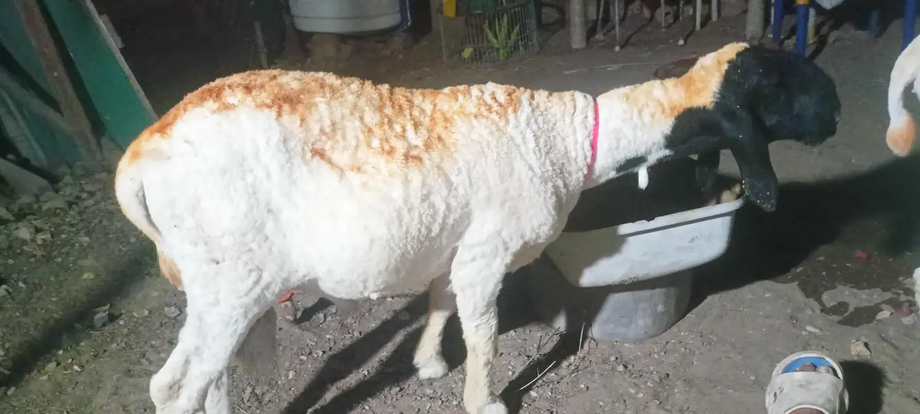I am selling my sheep's — photo 3
