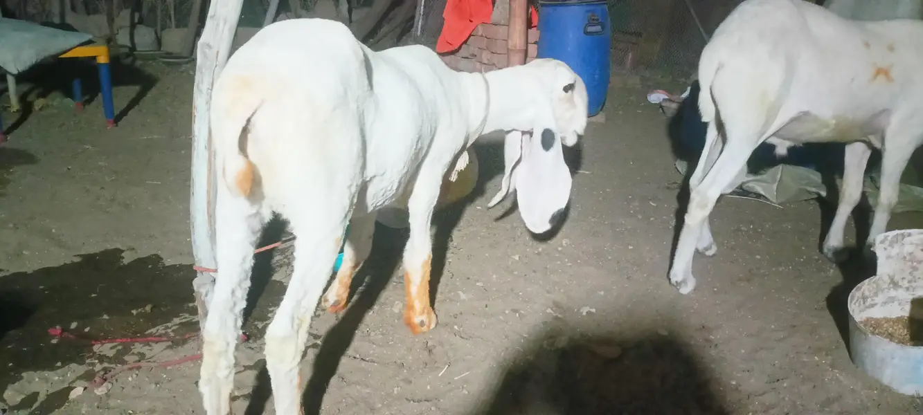 I am selling my sheep's — photo 4