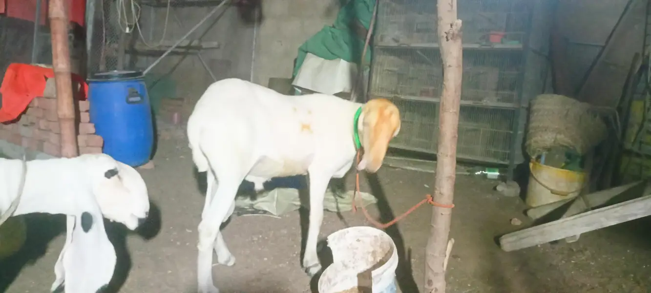 I am selling my sheep's — photo 5
