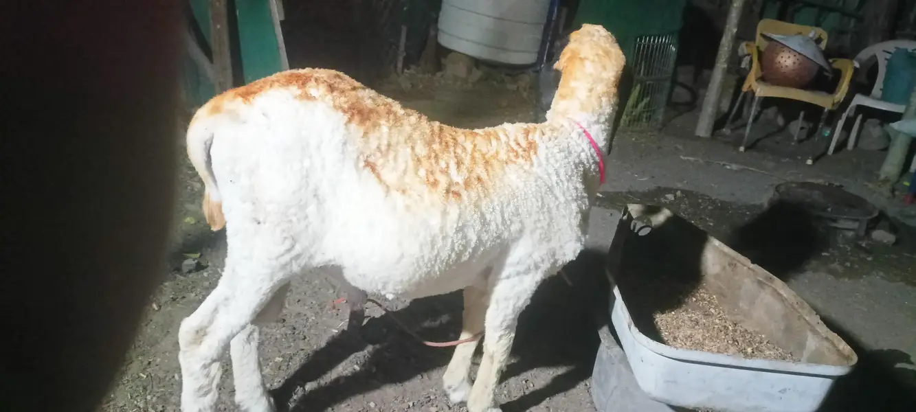 I am selling my sheep's — photo 6