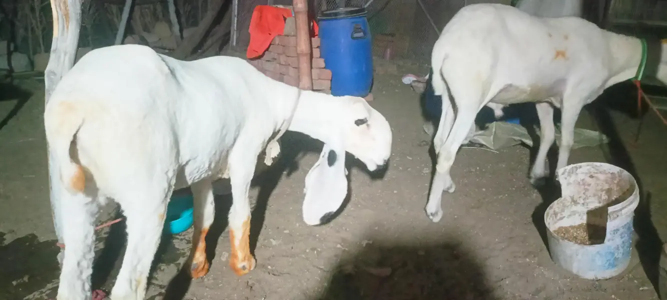 I am selling my sheep's — photo 7