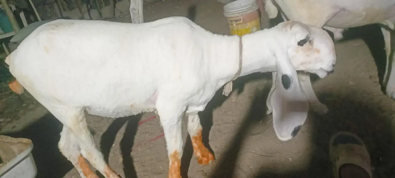 I am selling my sheep's — photo 8