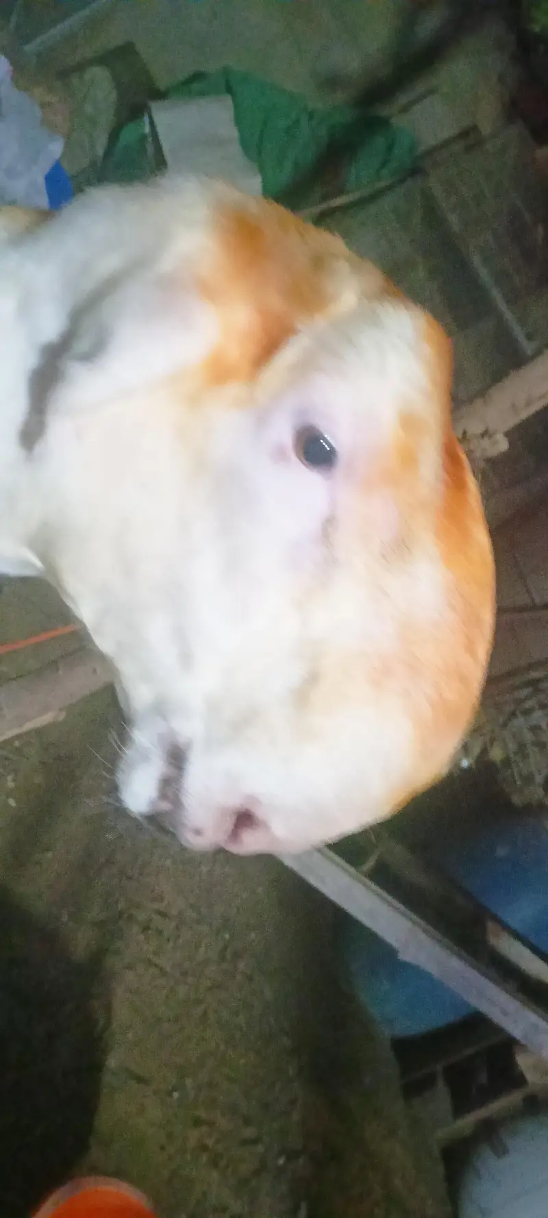 I am selling my sheep's — photo 9